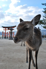 そうそう