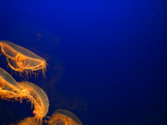 _42653534220120426