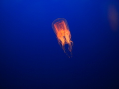 _42653574420120426