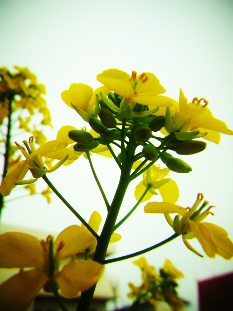 ヒトリジャナイ