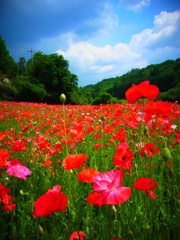 ポピー ノ オカ