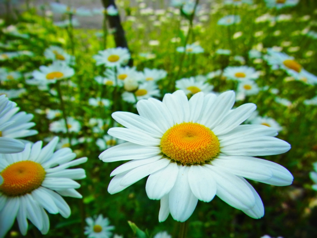 シロバナムシヨケギク