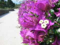 ブーゲンビリア