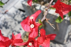 何の花？