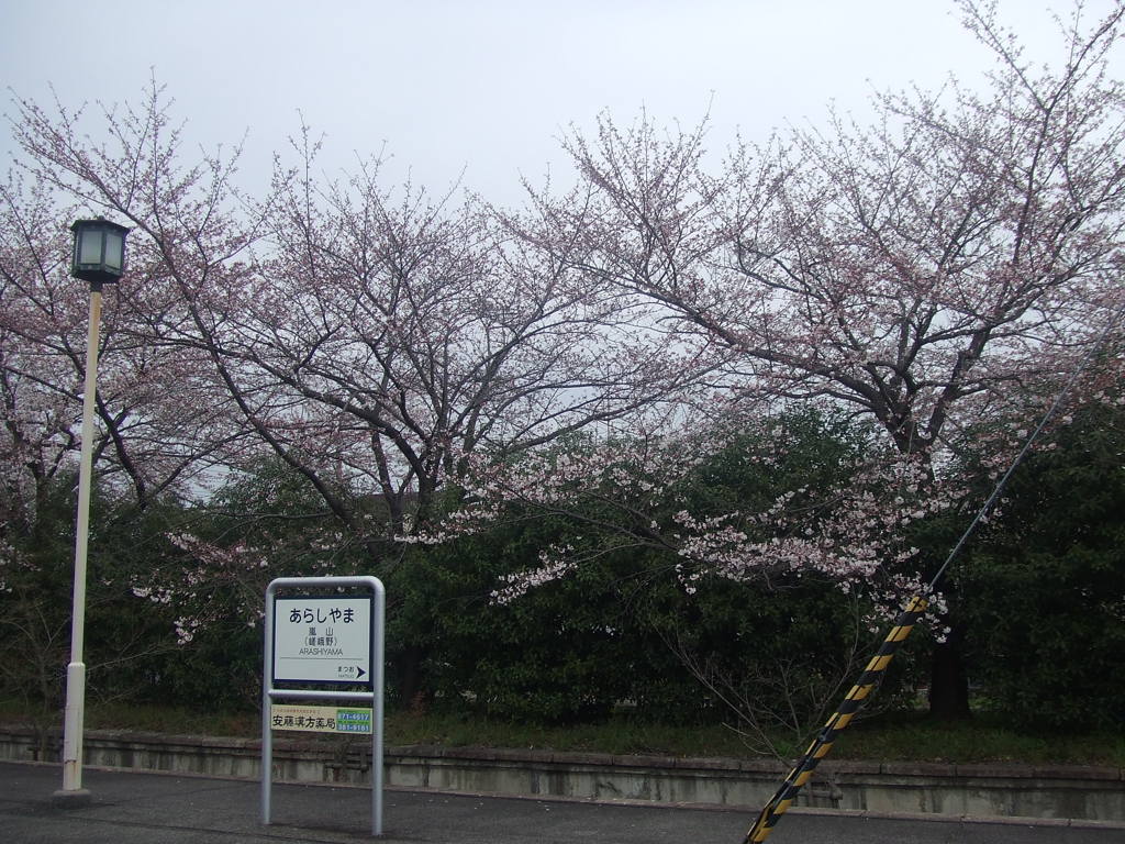 桜と駅