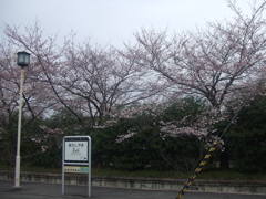 桜と駅