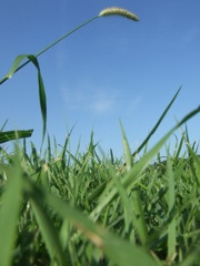 夏の草