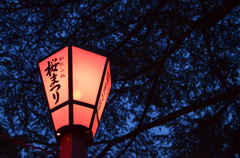 お花見