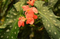 お洒落なお花