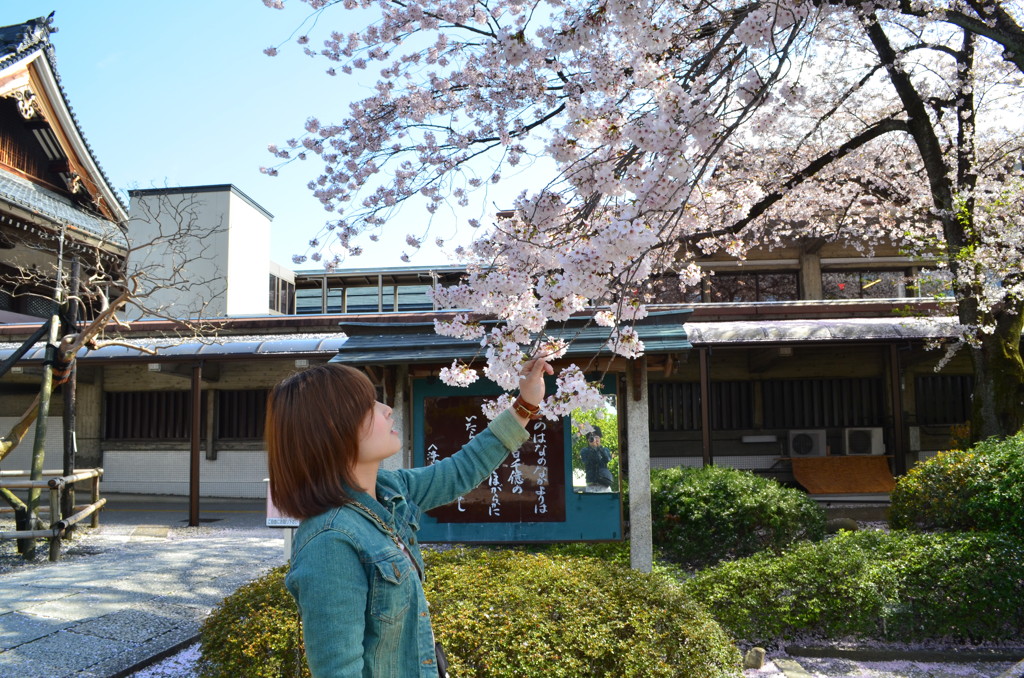 桜と