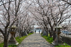 桜並木
