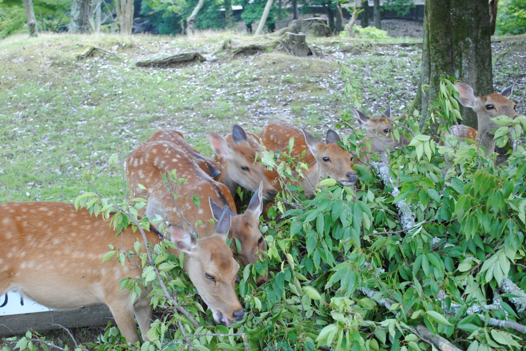 群がる鹿、鹿、鹿