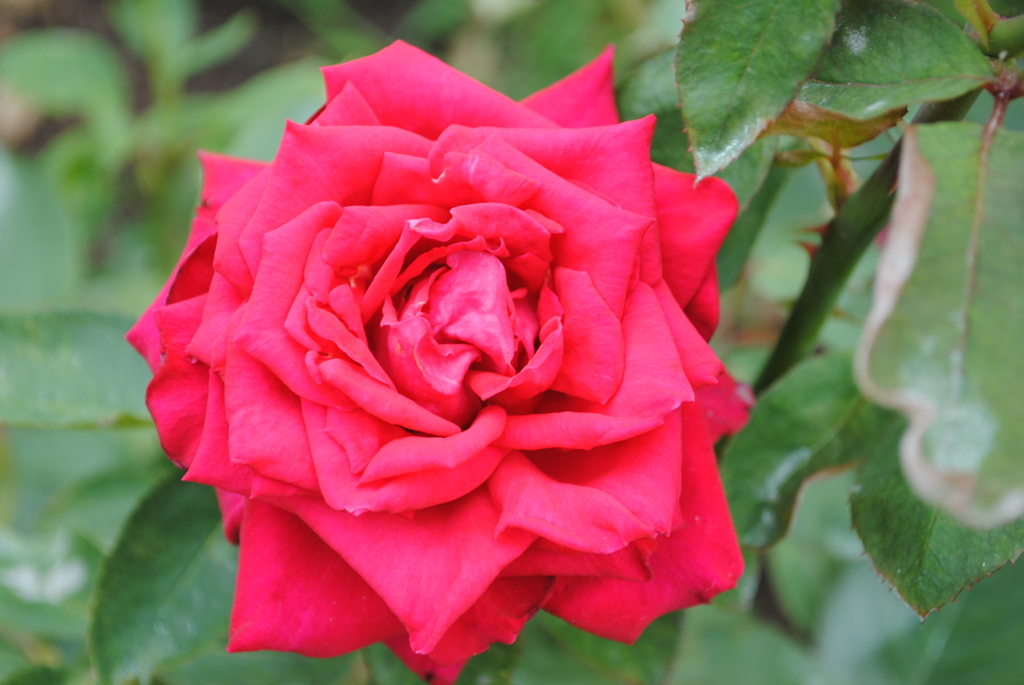 薔薇③