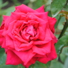 薔薇③