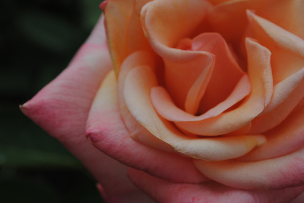 薔薇⑦