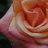 薔薇⑦