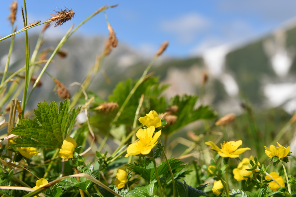 高山に咲く花