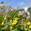 高山に咲く花