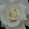 薔薇⑤