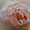 薔薇⑬