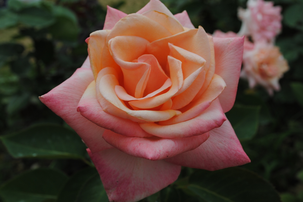 薔薇⑧