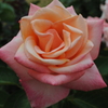 薔薇⑧