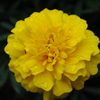 薔薇⑭