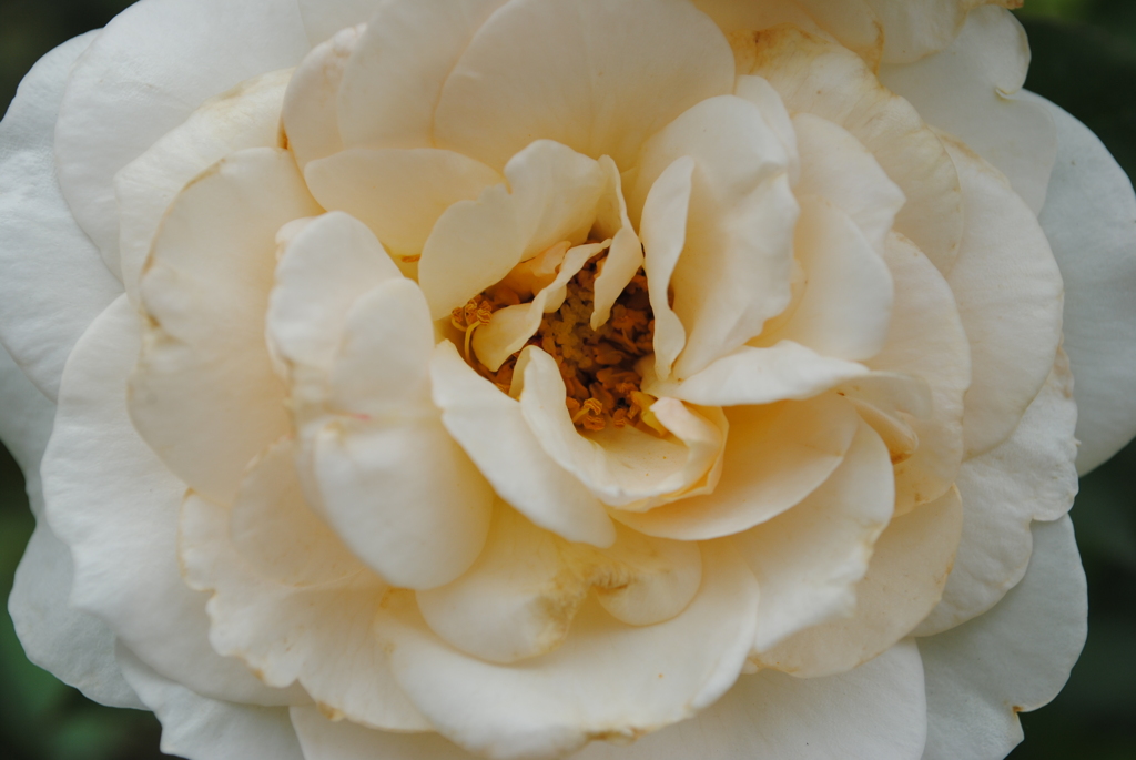 薔薇⑨