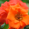 薔薇②