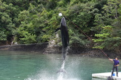 クジラのジャーンプ！！