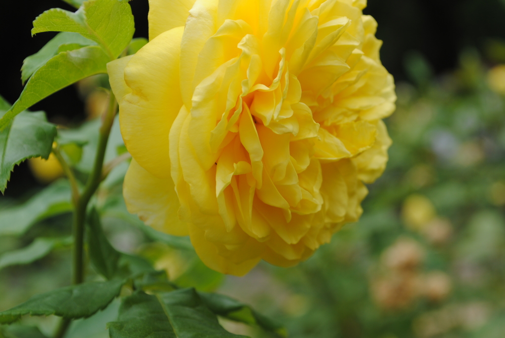 薔薇⑪