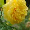 薔薇⑪