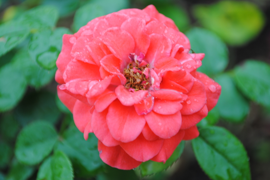 薔薇⑫