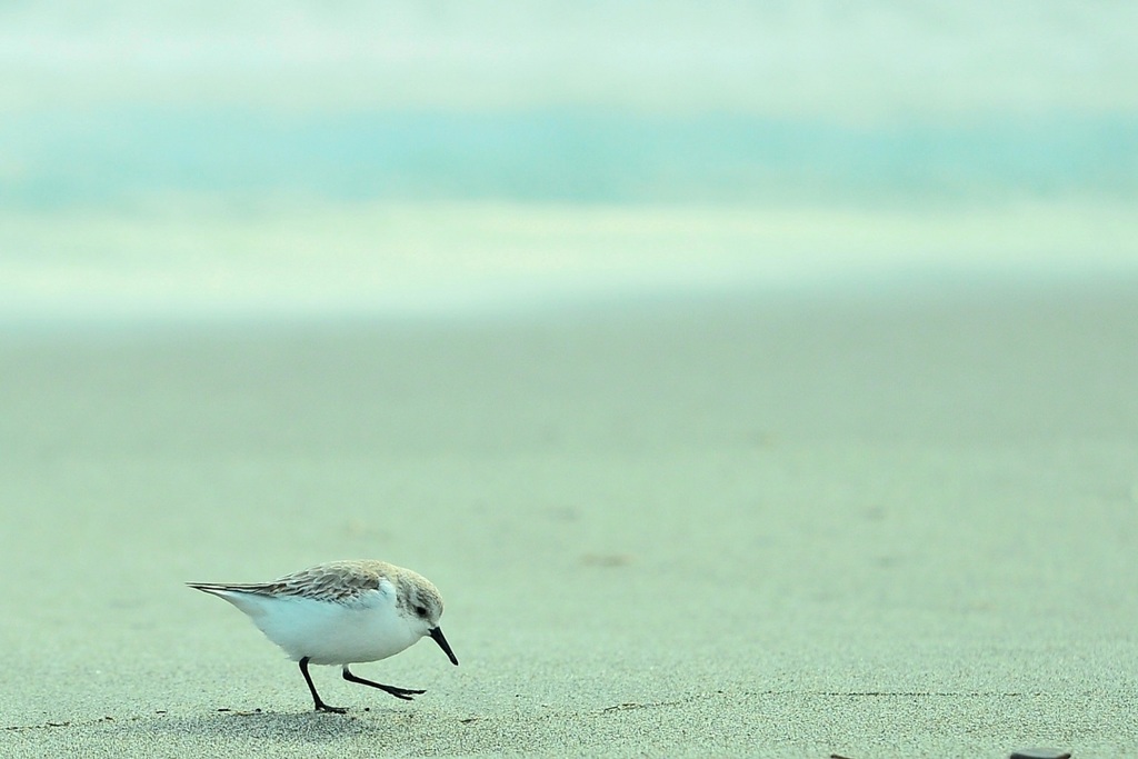 浜辺のメルヘン♪