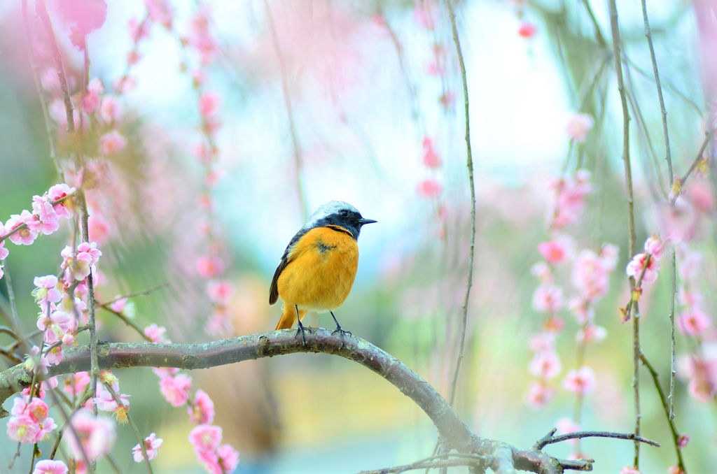 もう春だね♪