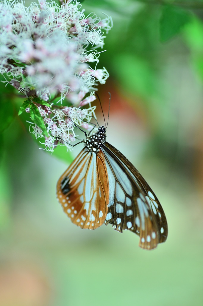 とくべつな花