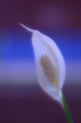 妖しく光る