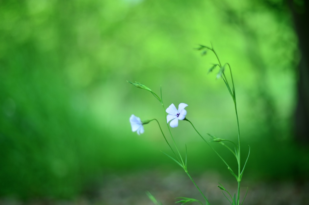 木陰に優しい風
