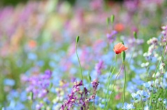 お花畑