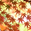 もみじ