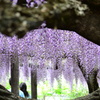 藤色の浪漫