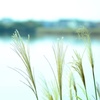 秋の湖畔
