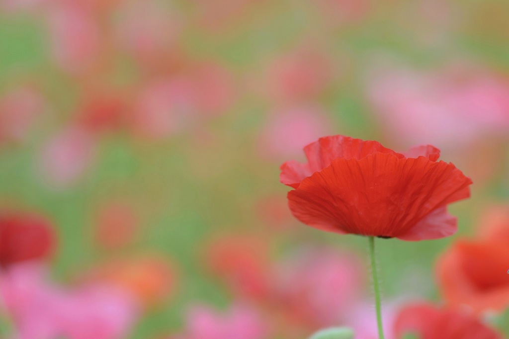 お花畑へ