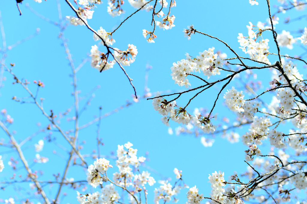 幸せの花空