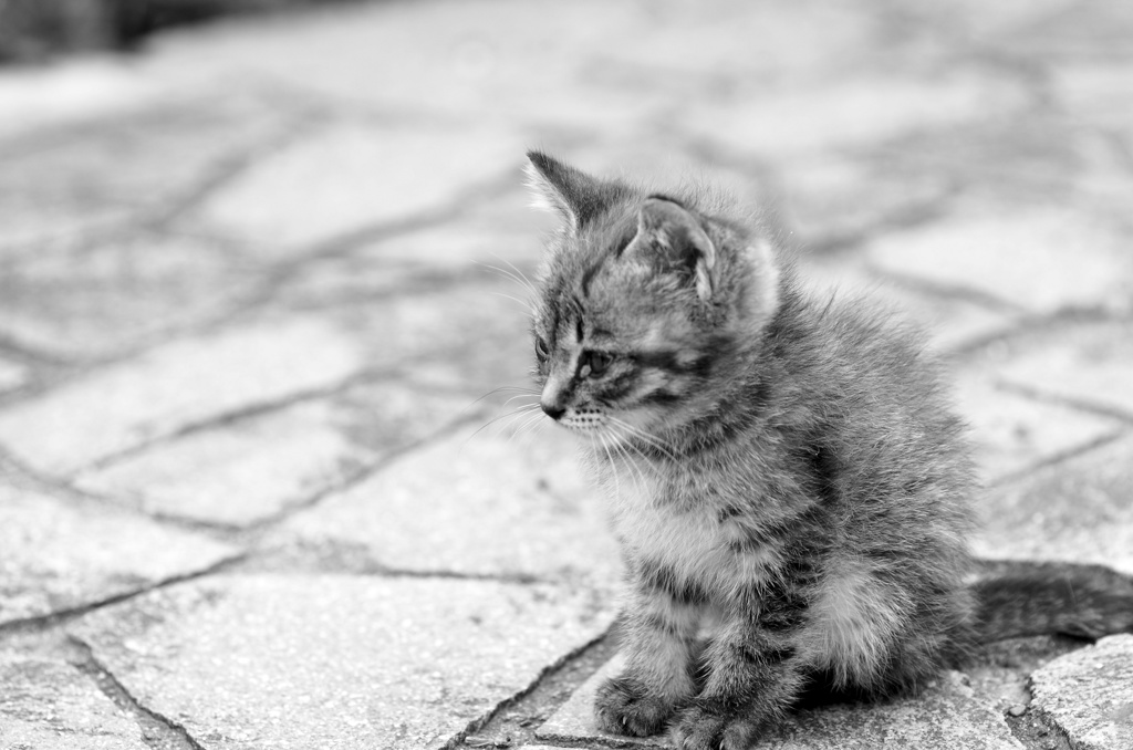子猫物語 1　定め