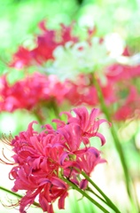 やさしい花束