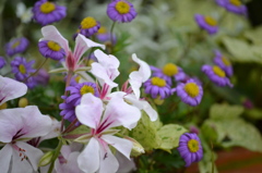 お花たち
