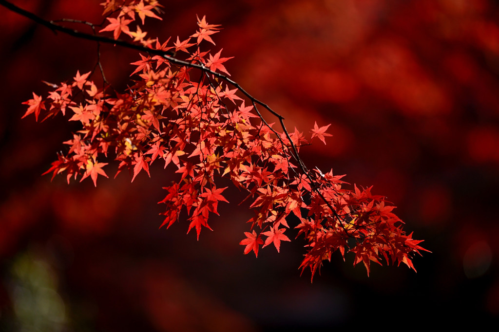 晩秋の紅