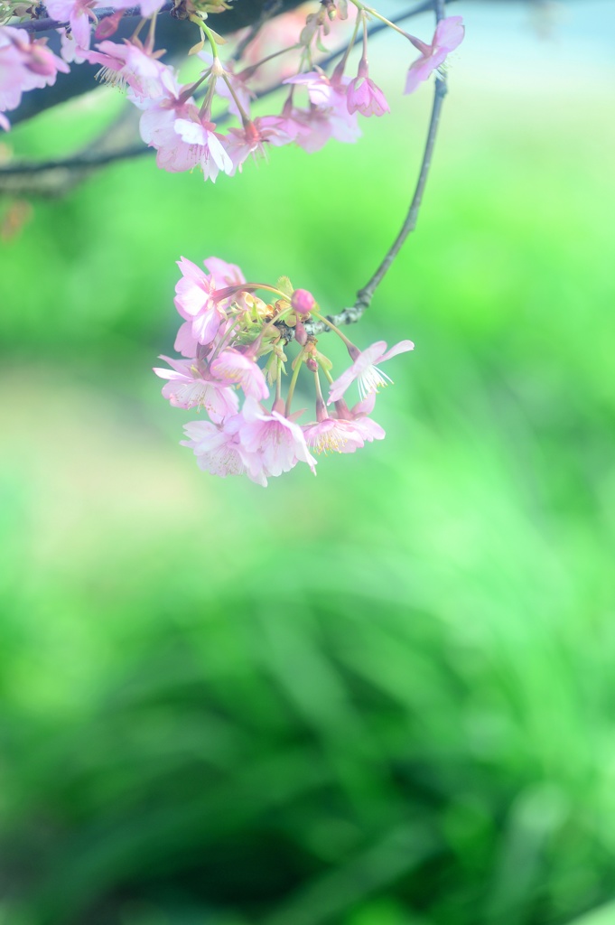 若草も花に萌え