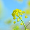 幸せの黄色い花♪